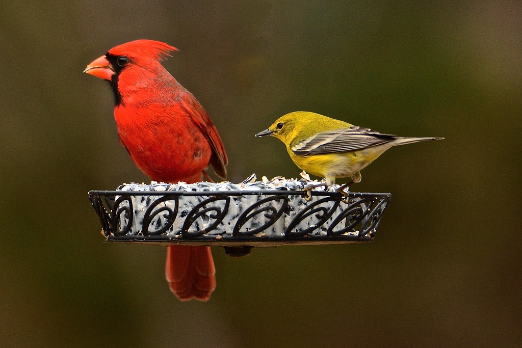 Northern Cardinal & Pine Warbler