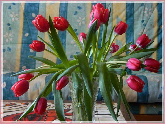 Tulipes en fête