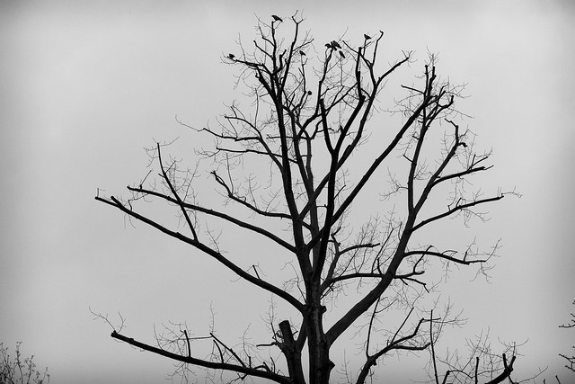 Nebelkrähen im Baum