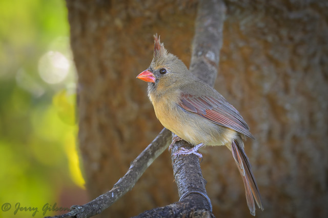 Backyard female Northern Cardinal 02-07-2024