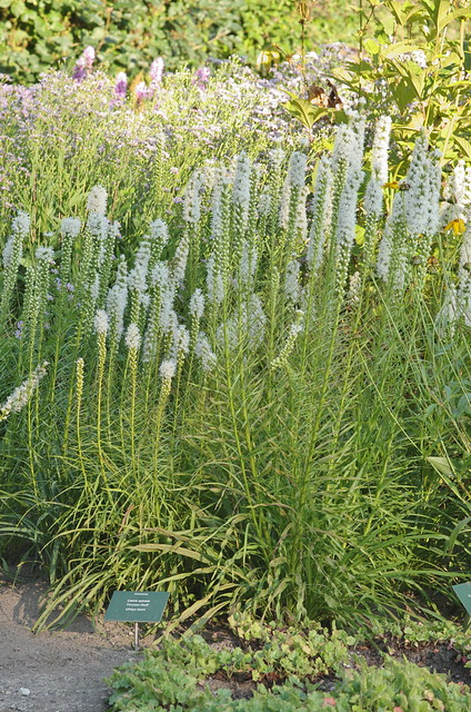 Liatris spicata 'Floristan Weiß'