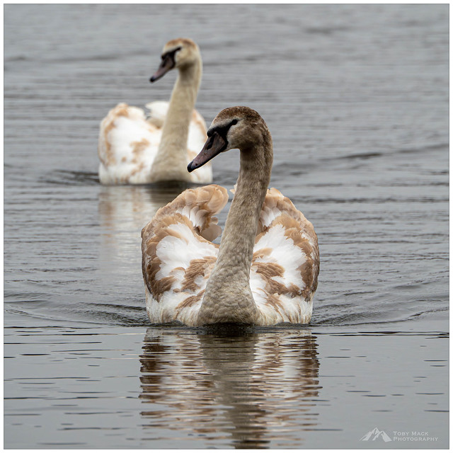 Pair of juveline swans