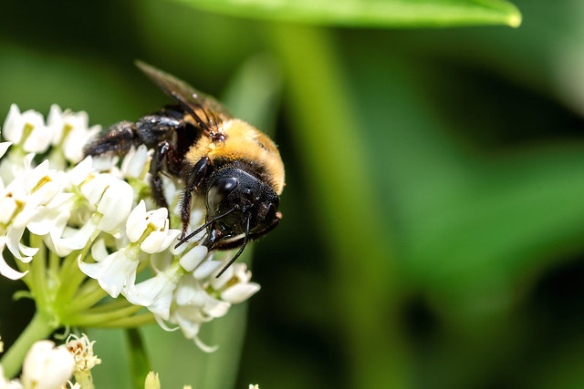 2021 Brown-Belted Bumblebee (Bombus griseocollis) 64