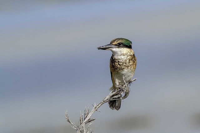N.Z. Native Kingfisher_0605