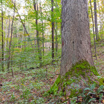 Carbon Sequestration Did you know southeast Ohio’s forests play an important role in absorbing carbon from the atmosphere?

Through photosynthesis, trees absorb and store carbon dioxide, locking carbon up in their roots, trunks, branches, and leaves for varying lengths of time. This process is called carbon sequestration.

By the absorbing and storing of carbon by forests, the amount of greenhouse gases held in the atmosphere is reduced. This is a good thing, as excess greenhouse gases—like carbon dioxide—contribute to climate change. The ability of forests to sequester carbon means forests will play an important role in mitigating the effects of climate change now and into the future.
 
Most of Ohio’s forest carbon is stored in the southeast region’s oak-dominated forests. The carbon stored in the Wayne National Forest is a relatively small, but important, subset of the total forest carbon stored across the state of Ohio. Recent modeling estimates that the national forest stores over 18 million tons of carbon! All of the forests across the state are estimated to store over 600 million tons of carbon.

In a forest, carbon is stored in three main places: in living plants, in dead plants, and in the soil. But there’s some nuance to know. While forests do absorb and store carbon, they also emit carbon back into the atmosphere. As dead vegetation and organic matter decays, carbon that had been stored in it is actually released again. The balance between how much carbon a forest absorbs and how much carbon it emits determines whether a forest is a carbon sink or a carbon source. Forests are a carbon sink most of the time, which means they absorb and store more carbon than they emit. But sometimes forests can actually be a carbon source, especially after events like a large wildfire or pest outbreak.

The amount of carbon that a forest both absorbs and emits changes year to year. There are some things that we can do, however, that can make a forest more likely to stay a strong carbon sink. A forest that’s vulnerable to threats—such as disease, pest, and intense wildfires—means the carbon that’s stored in that forest is also vulnerable. Efforts to improve the health and resiliency of a forest is, therefore, a way to improve its ability to absorb and store carbon long-term!

Forest Service photo by Kyle Brooks