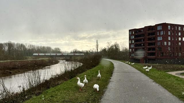 Geese, trains, and a Snow Flurry in Lier