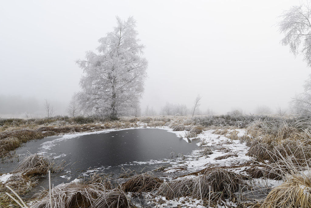 Frozen Pond.