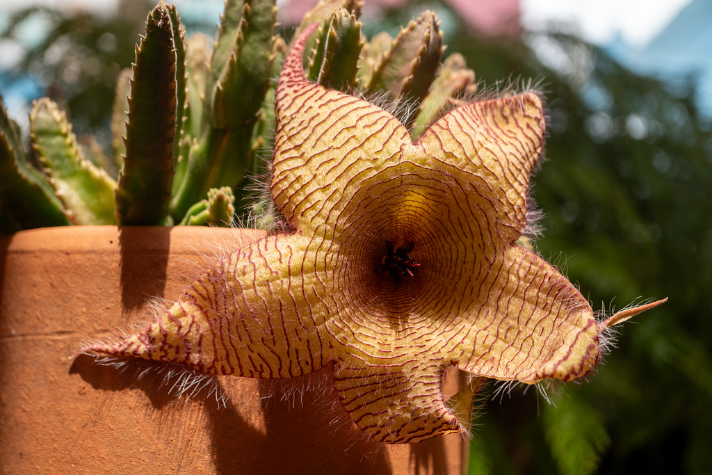 The Carrion Flower (Stapelia Gigantea) at home.
