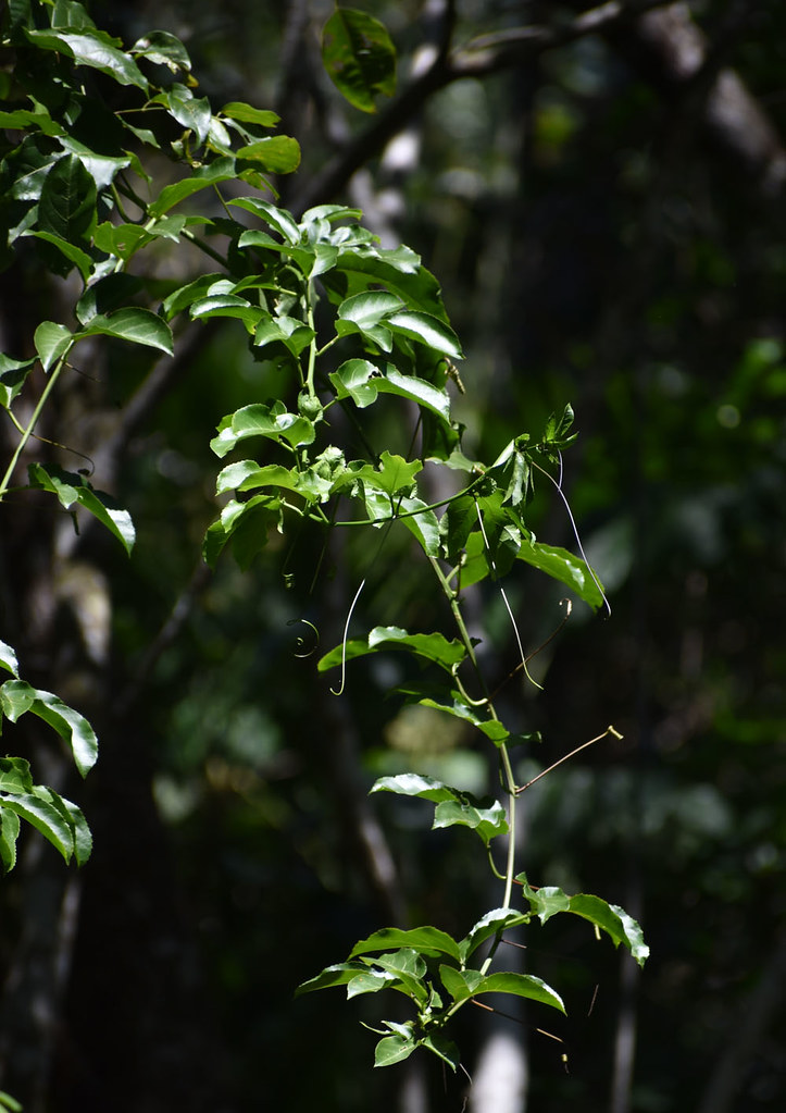 Passiflora edulis, Wrights Lookout, Kuranda, QLD, 06/12/23