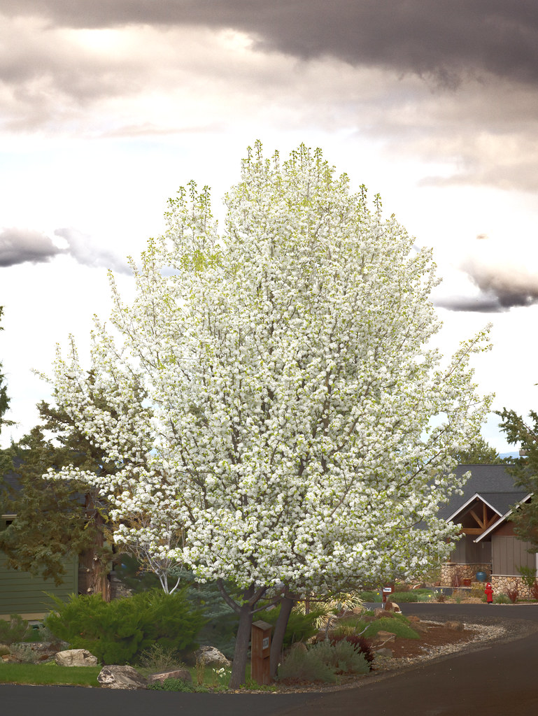 Flowering tree in springtime, Central Oregon