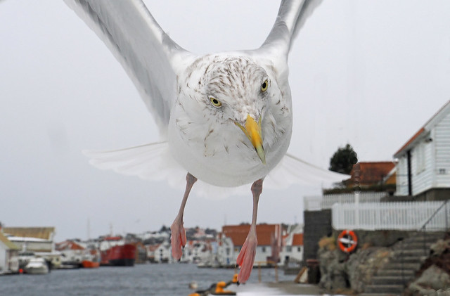 A hungry gull