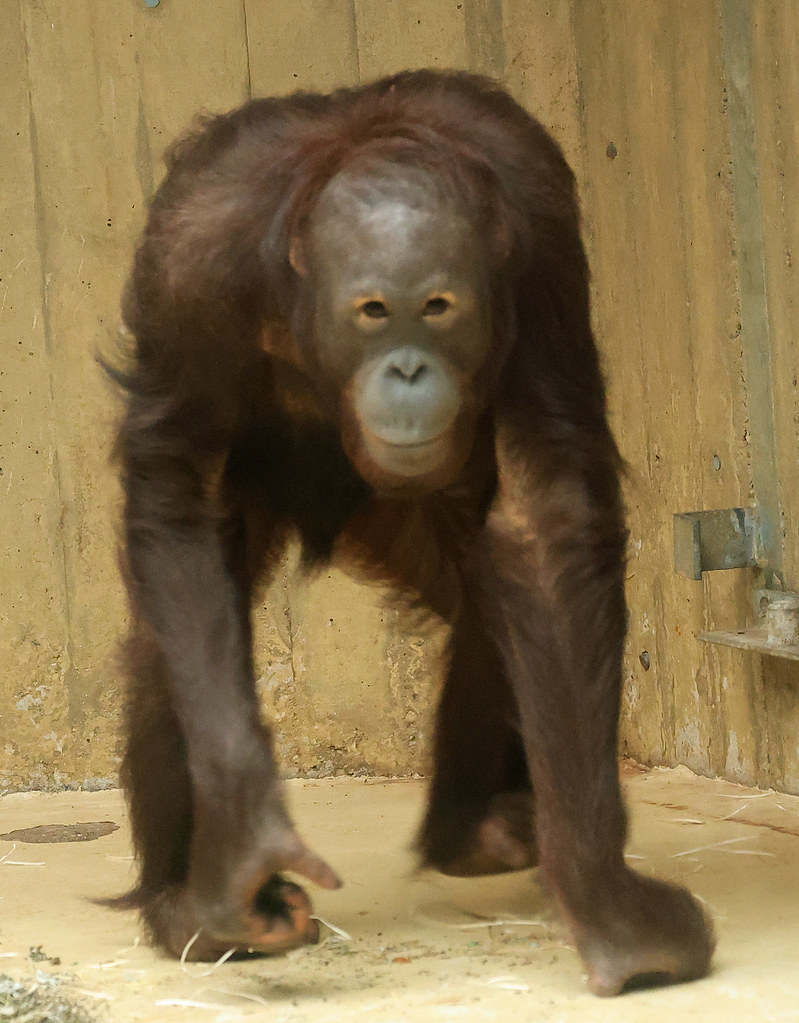 borneo orangutan Sabbar Ouwehand 3L0A0051
