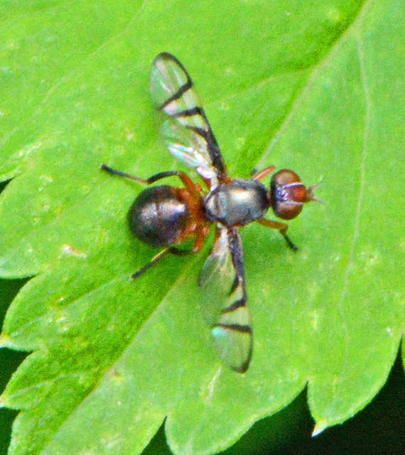 Signal Fly, Genus Rivellia