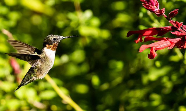 _31A5070    Ruby-throated Hummingbird, Canada