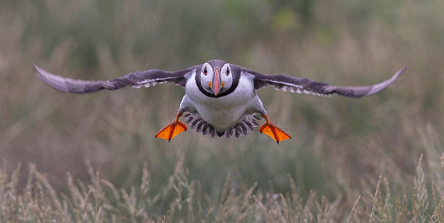 Atlantic puffin: Macareux moine