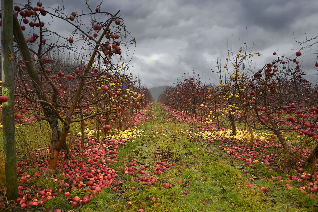 Leelanau County Michigan Apple Orchard 12-09-2023 011