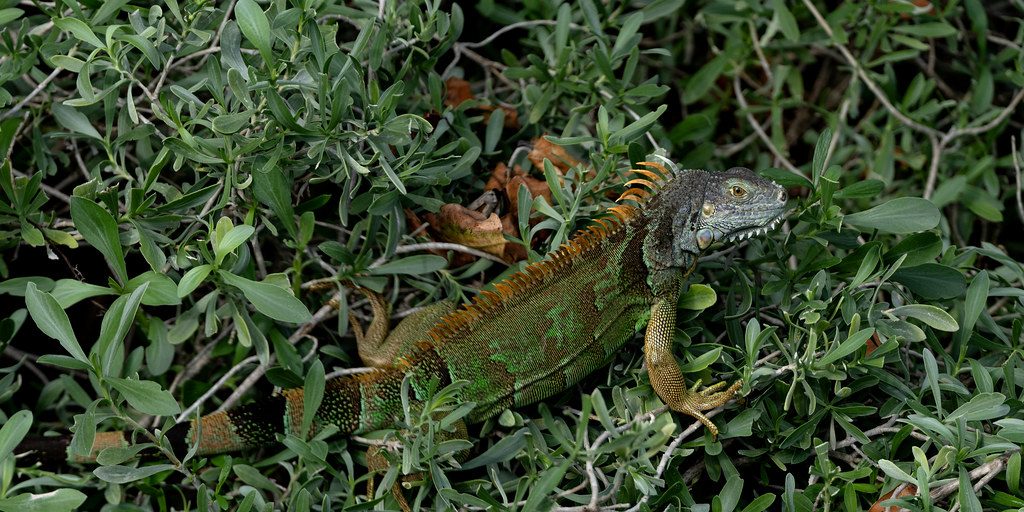 American Iguana