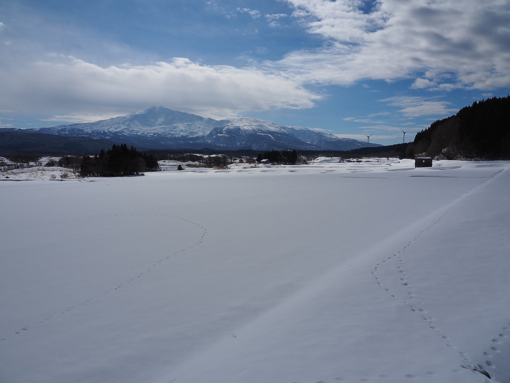 white field with animal tracks