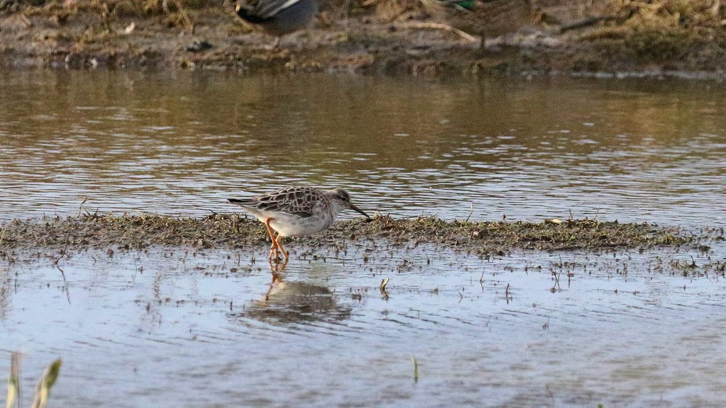 A Small Ruff Ruff, 02022024, 03 f | Ruff, Male Ruff in spring look extrao… | Flickr