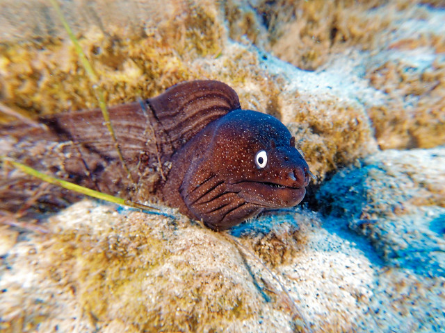 schwarze Muräne - black Moray eel