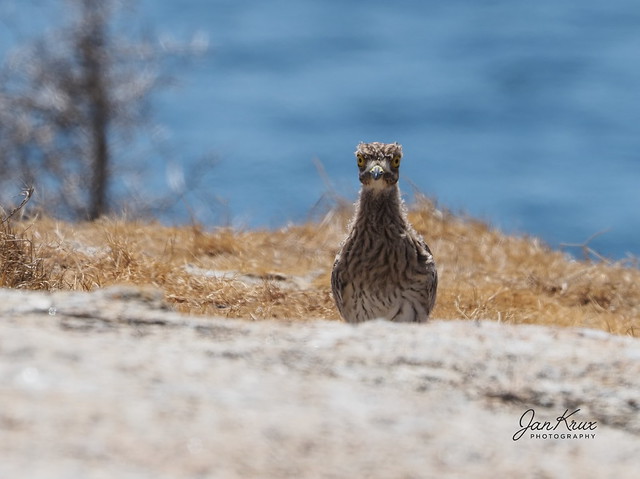 Spotted Thick-Knee