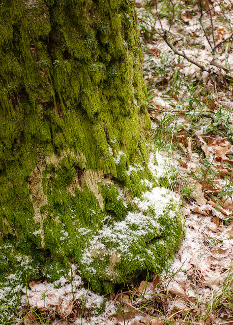Tree trunk with moss and snow in Tuntorp