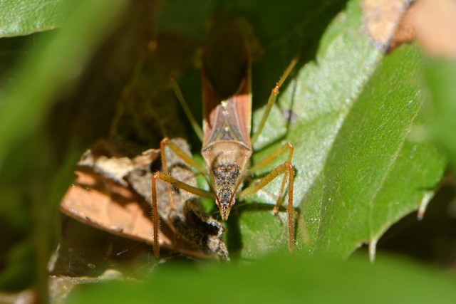 Leafhopper Assassin Bug on Coast Live Oak