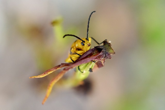 Dendrobium Beetle Photobombs a Flying Duck Orchid photo