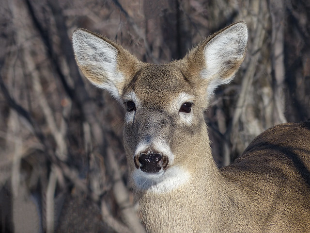 White-tailed Deer / Odocoileus virginianus