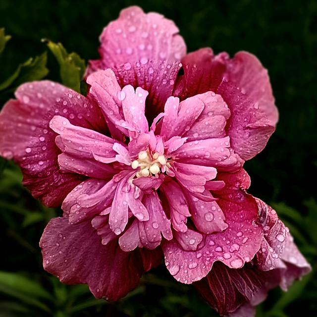 Raindrops on the flower.