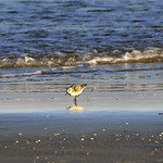 Vilano Beach 10-28-2014 - Sanderling 7 Sanderling
Vilano Beach (St. Augustine), FL