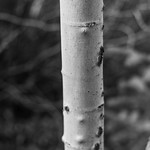 Aspen Bark An aspen tree trunk, near Georgetown, Colorado