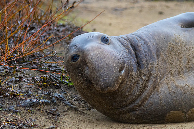 Elephant Seal - Ano Nuevo State Park