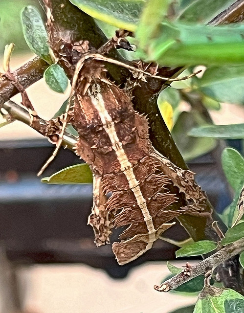 Jungle Nymph (Heteropterx dilatata)