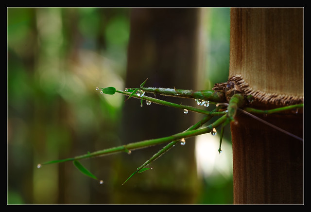 Water Drops On Bamboo