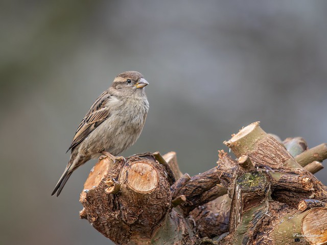 Huismus - House sparrow.