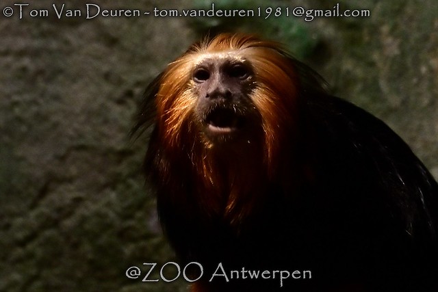 goudkopleeuwaapje - Leontopithecus chrysomelas - golden-headed lion tamarin