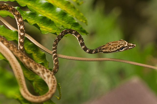 Speckle-headed vine snake