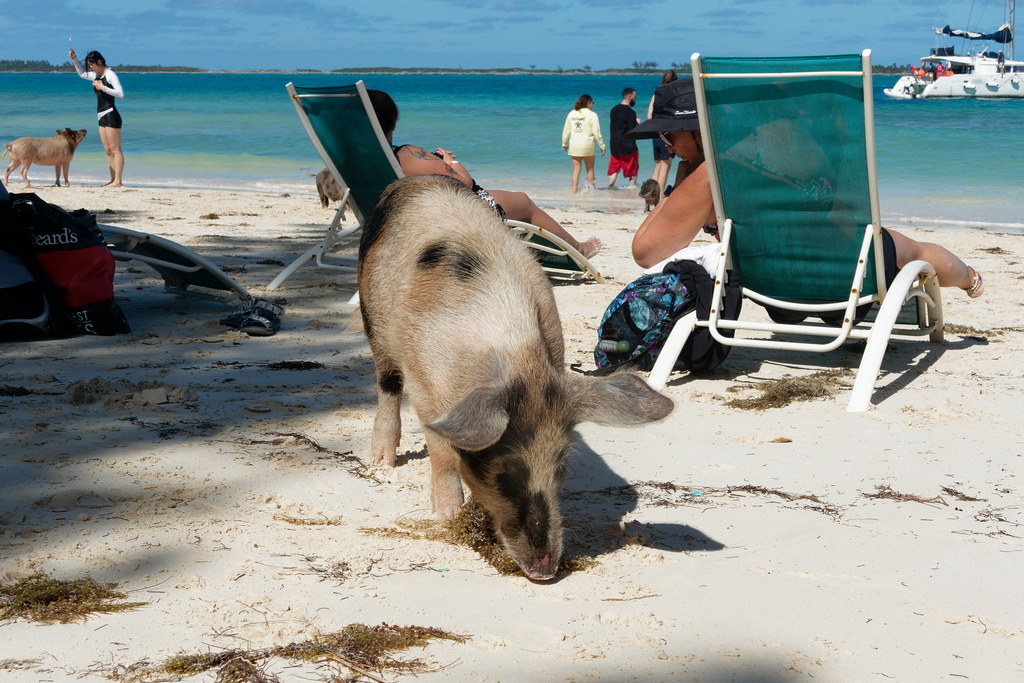 Pigs Beach