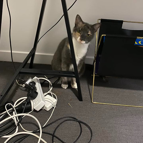 shy cat peeking out from behind desk legs and electrical cables
