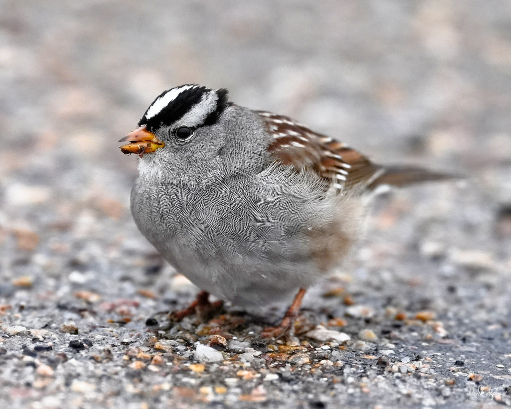 White-crowned Sparrow Enjoys?