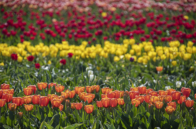 tulipanes Dordogne y Yellow Flight
