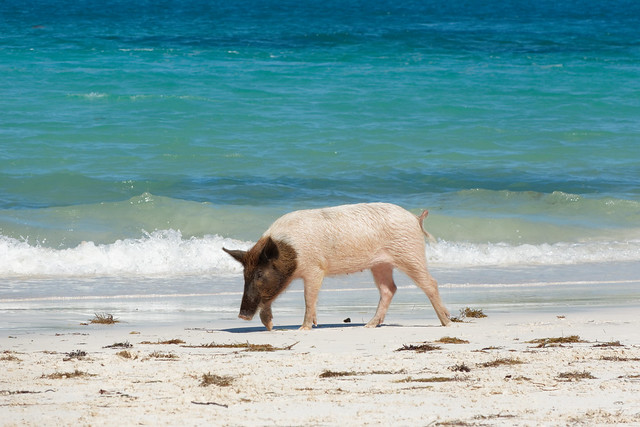 Pigs Beach