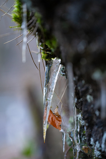 Leaf in the Icicles