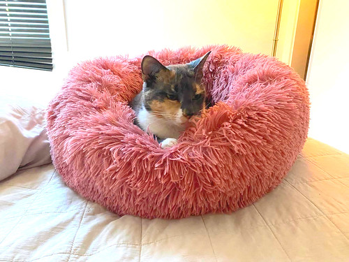 cat in pink fluffy bed