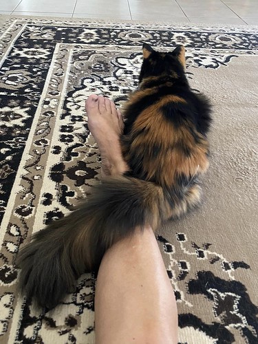cat with tail over woman's leg