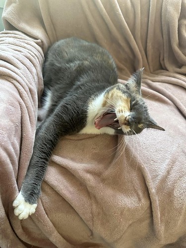 cat yawning