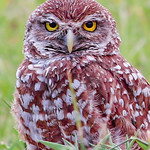 18835603348_5fa9b15eb3_o-topaz-enhance-Instagram Export-2 Burrowing Owl (Florida subspecies) #birdsgallery #instagram This was edited with Topaz Photo AI.