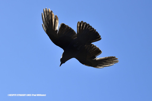 Looking up at an American Crow (Kitty Islet in BC)  -  (Published by GETTY IMAGES)