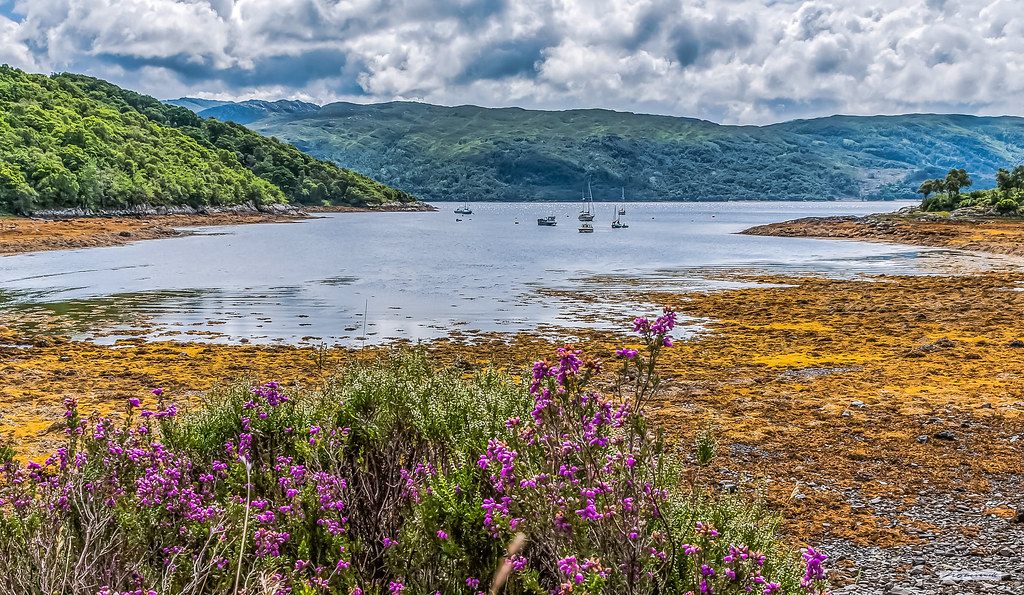 Salen Bay, Loch Sunart with its famed ancient Oak Woodlands. At low-tide the foreground presents a luscious contrast of golden seaweed and mauve, Ling Heather, Ardnamurchan, Argyll, Scotland.